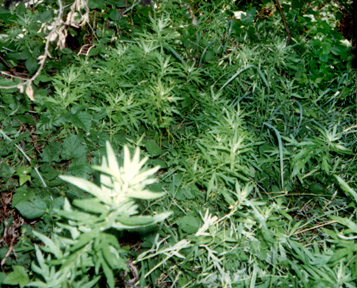 mugwort